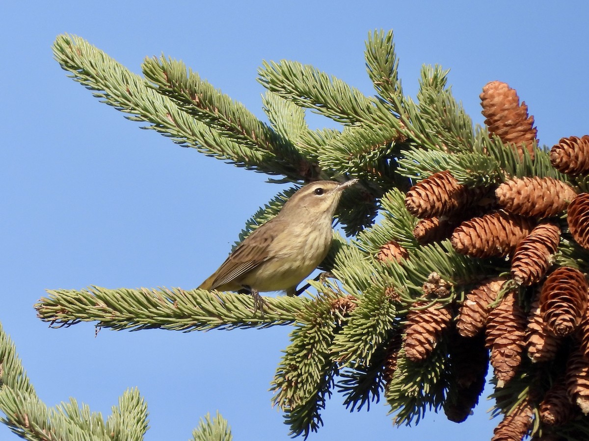 Palm Warbler - ML623381974