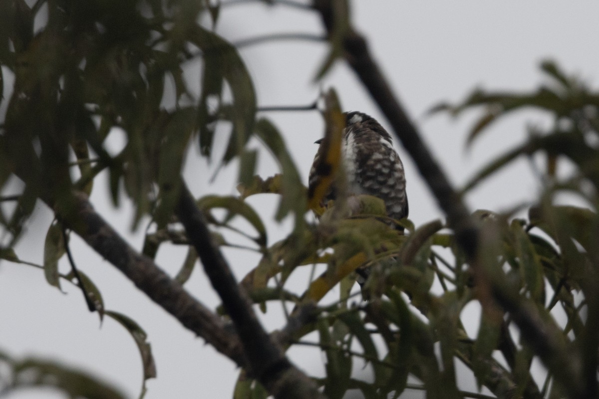 White-browed Purpletuft - ML623381989