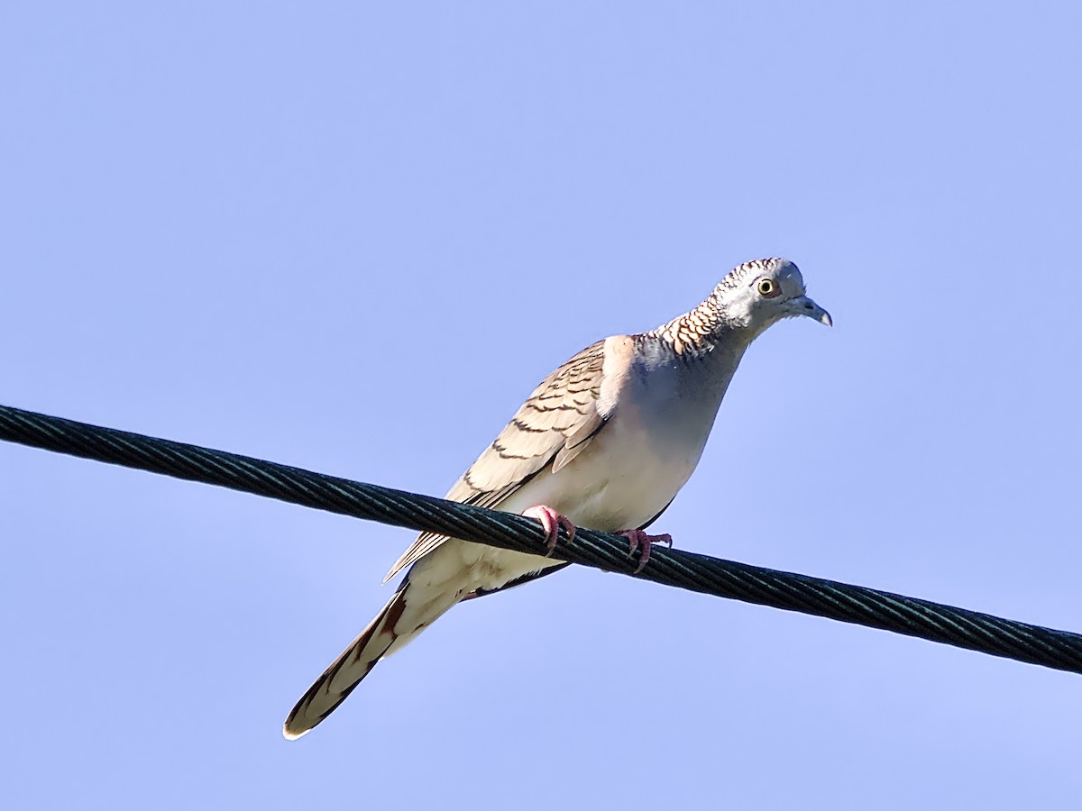 Bar-shouldered Dove - ML623381991