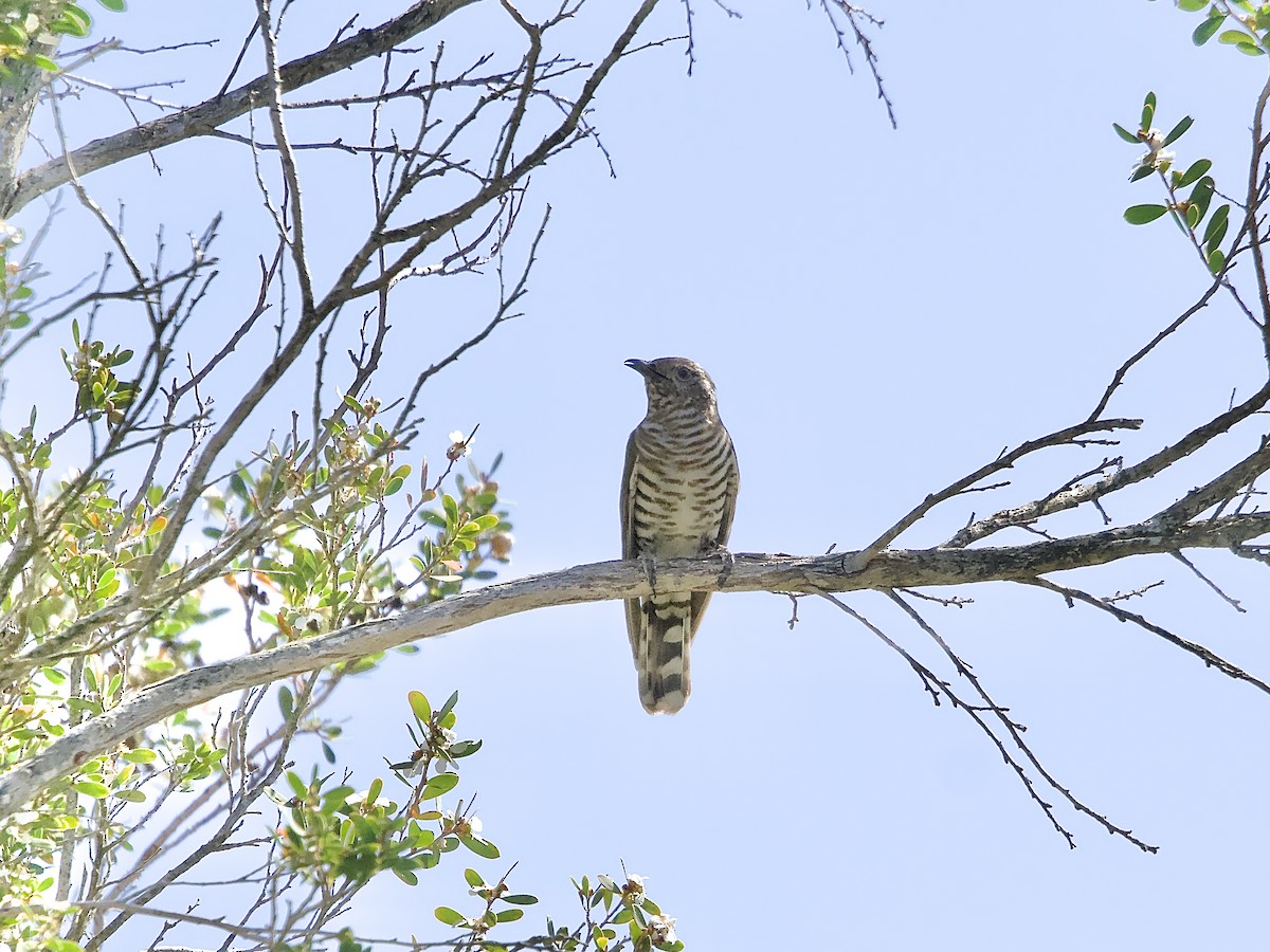 Shining Bronze-Cuckoo - ML623382001