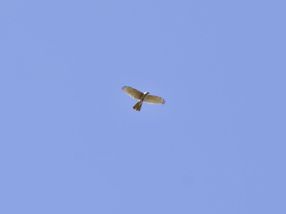 Brown Goshawk - ML623382009