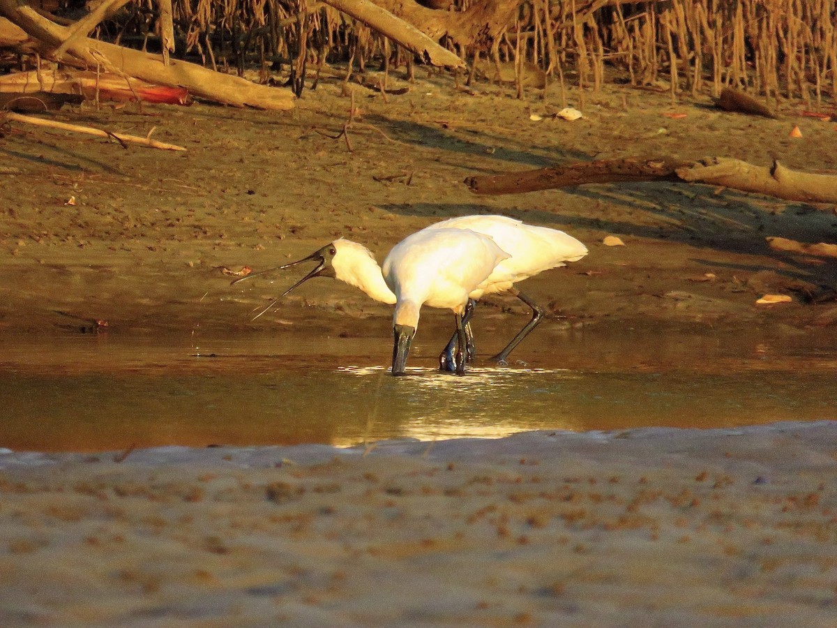 Royal Spoonbill - Albert Ross