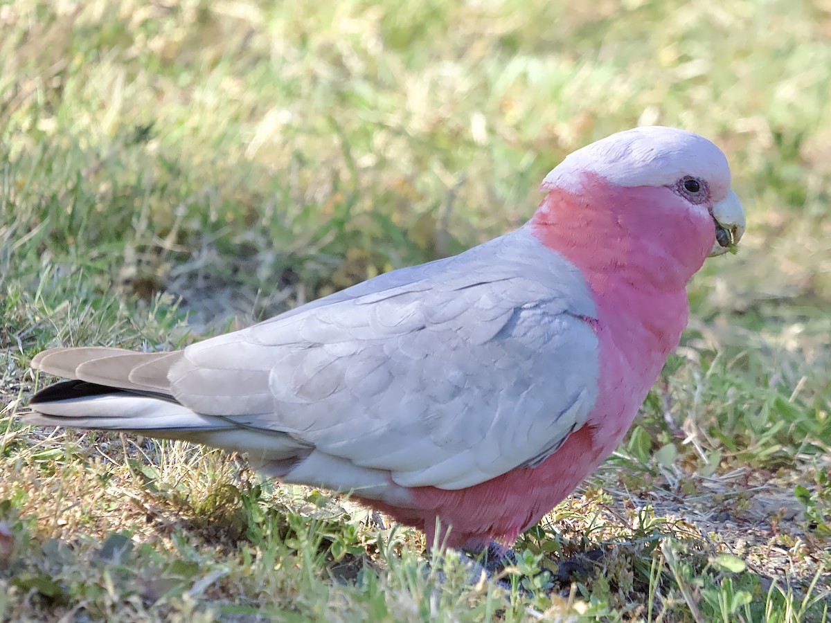 Galah - ML623382055