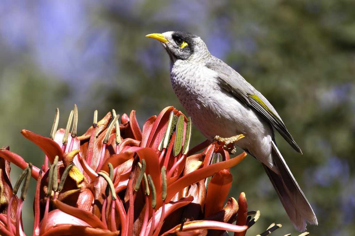 Noisy Miner - ML623382072