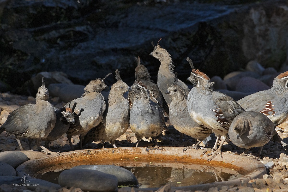 Gambel's Quail - ML623382074