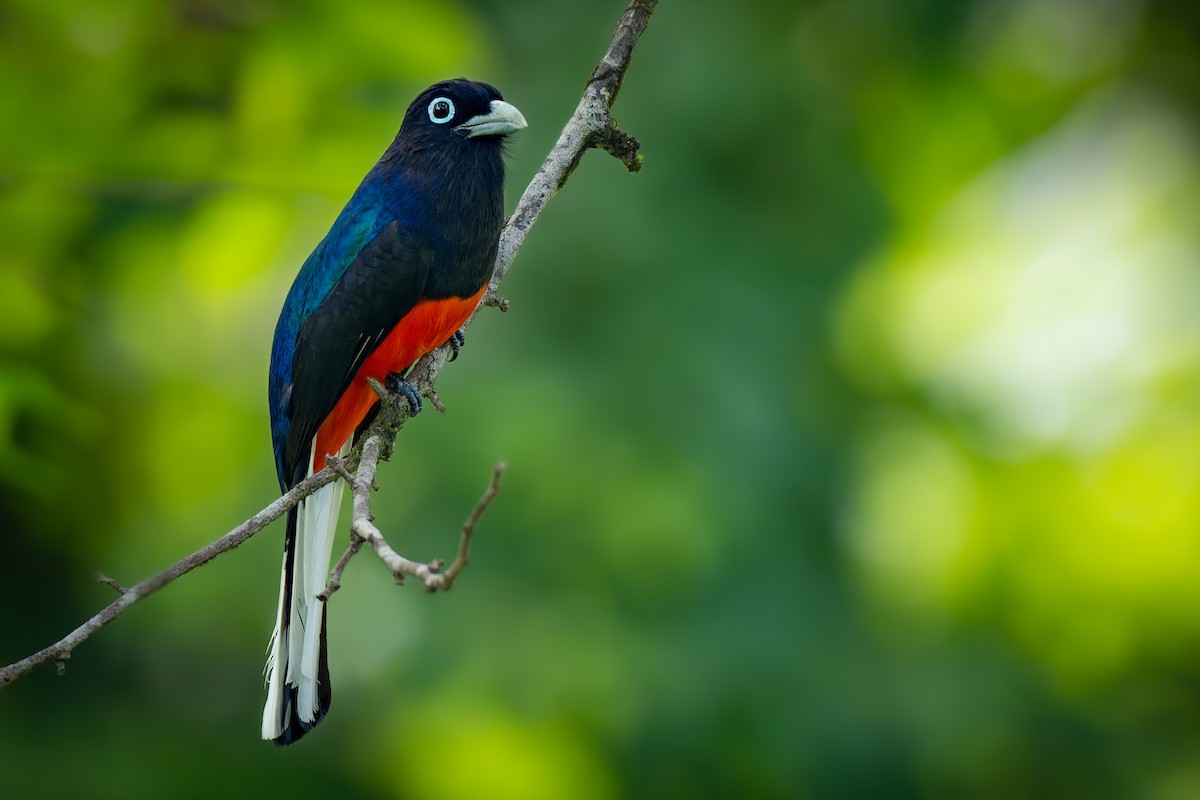 Baird's Trogon - ML623382081
