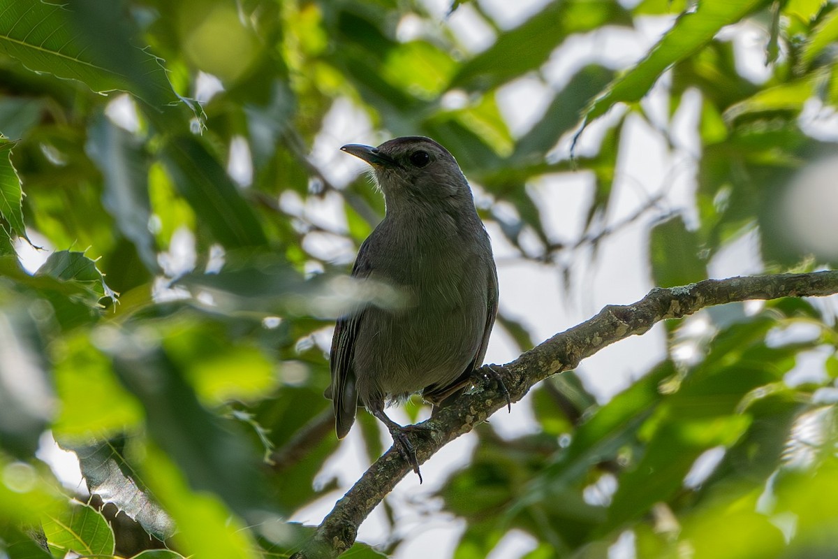 Gray Catbird - ML623382084