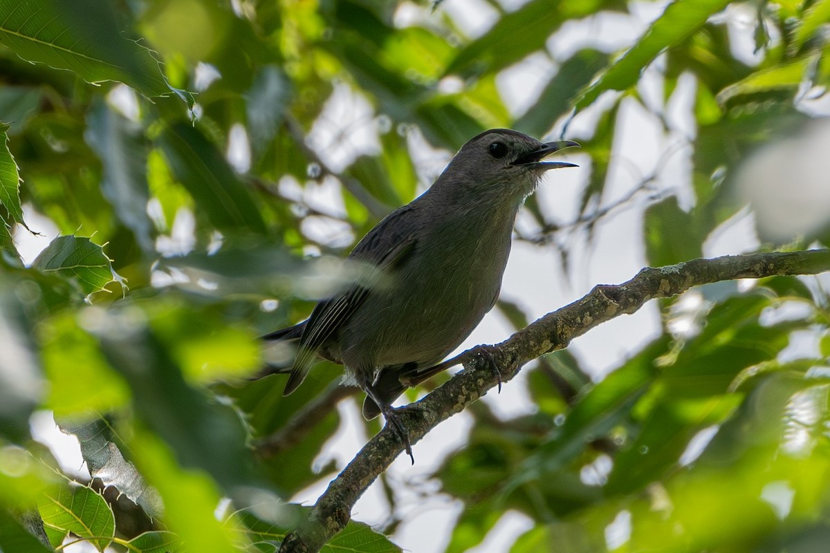 Gray Catbird - ML623382085