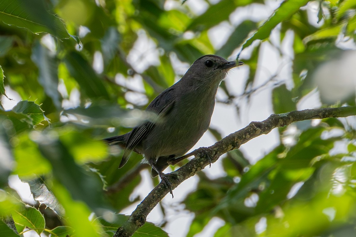 Gray Catbird - ML623382086