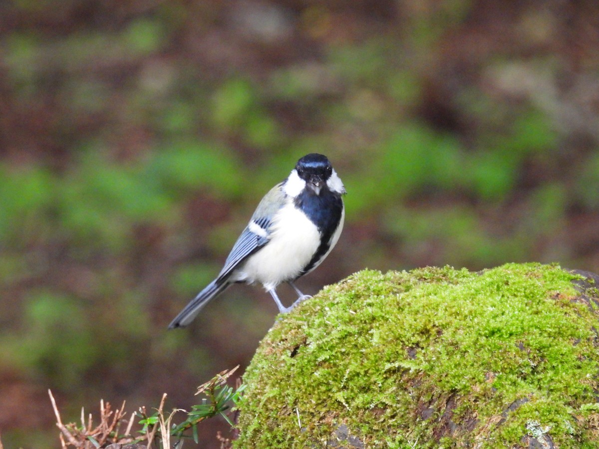 Japanese Tit - ML623382088