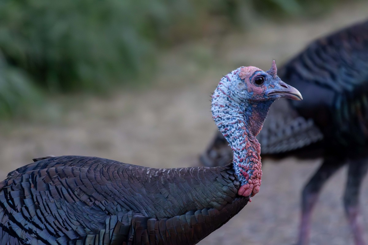 Wild Turkey - ML623382093