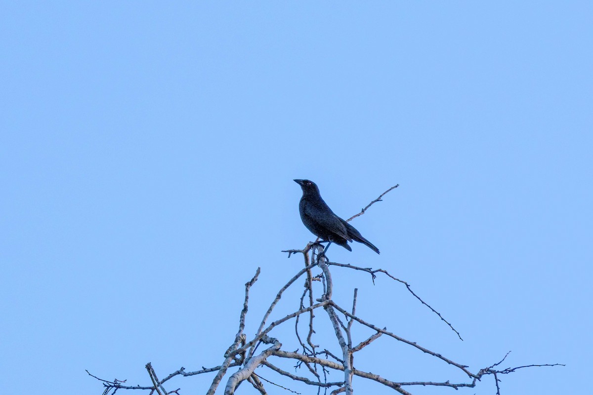 Bronzed Cowbird - Lucas Pittman