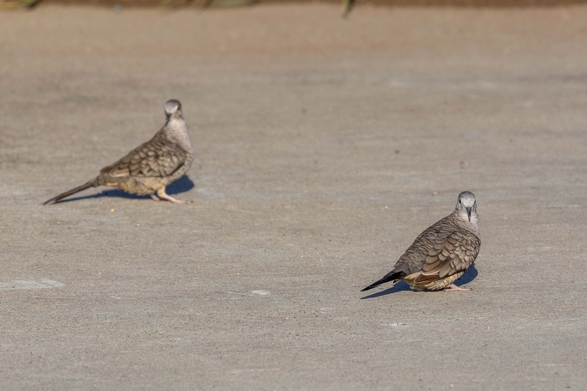 Inca Dove - ML623382102