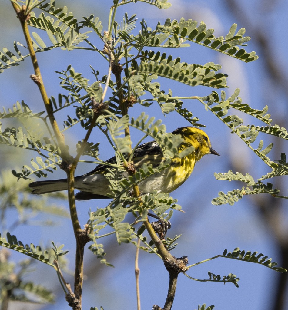 Townsend's Warbler - ML623382103