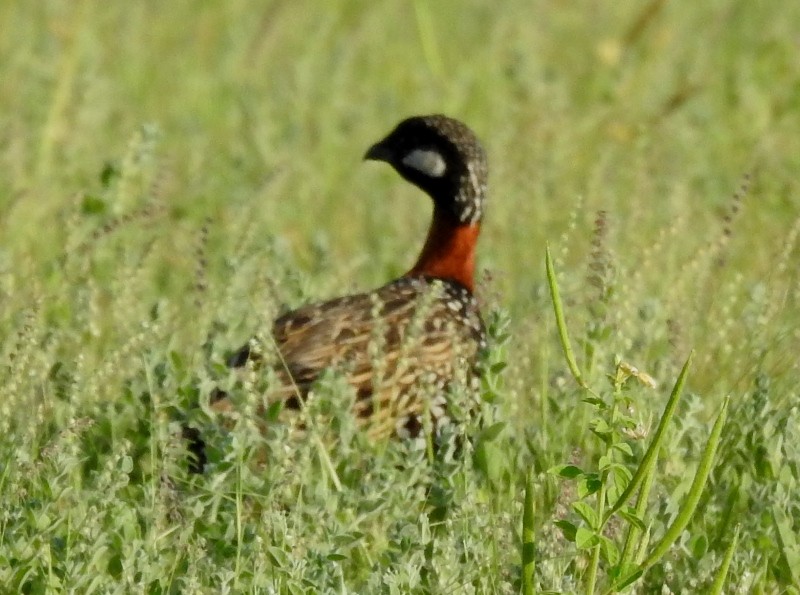 Black Francolin - ML623382114