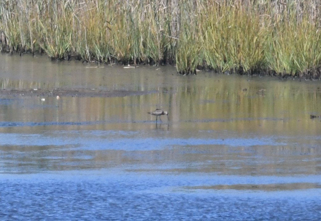 Hudsonian Godwit - ML623382129