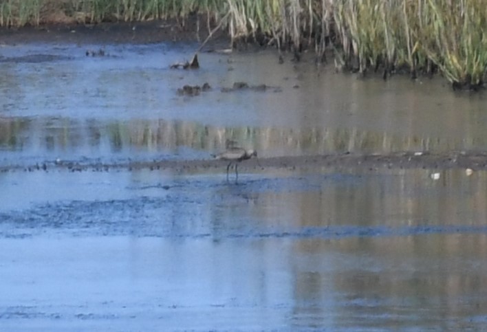 Hudsonian Godwit - ML623382130