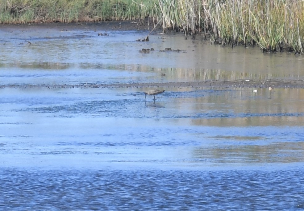 Hudsonian Godwit - Ted Bradford