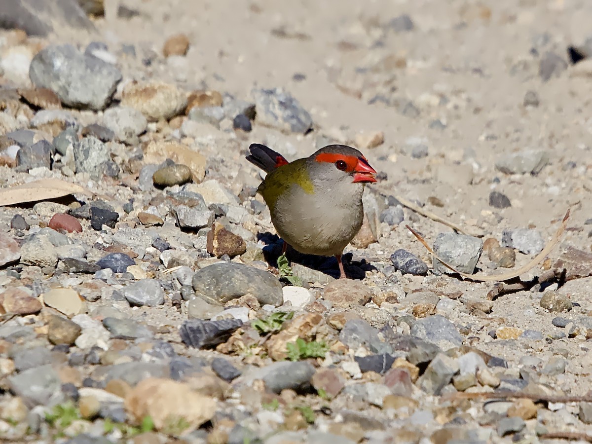 Red-browed Firetail - ML623382164