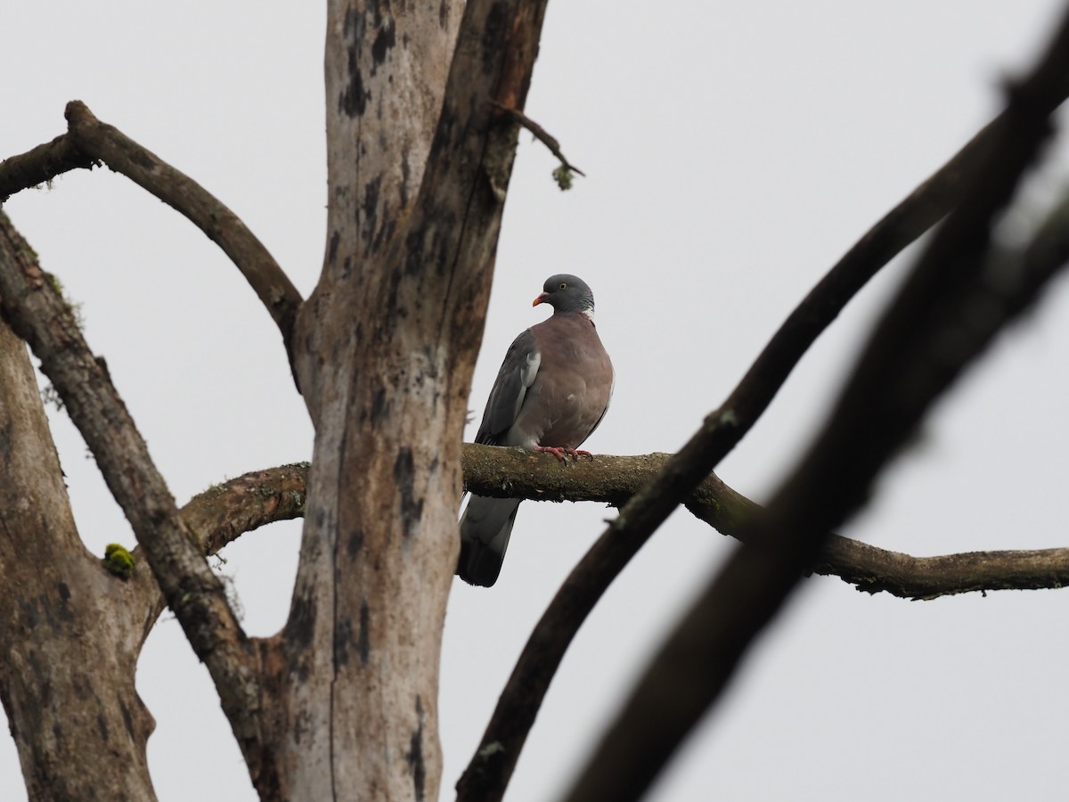 holub hřivnáč - ML623382169