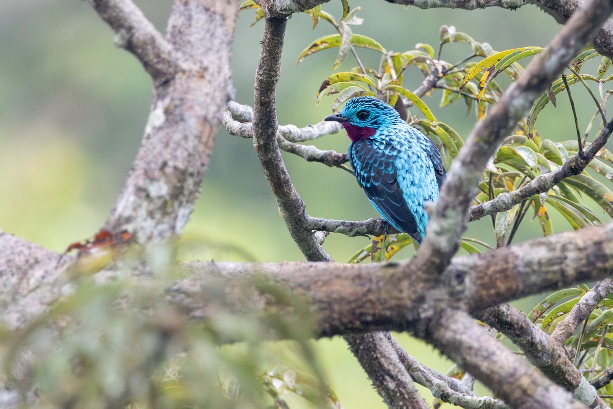 Spangled Cotinga - ML623382203