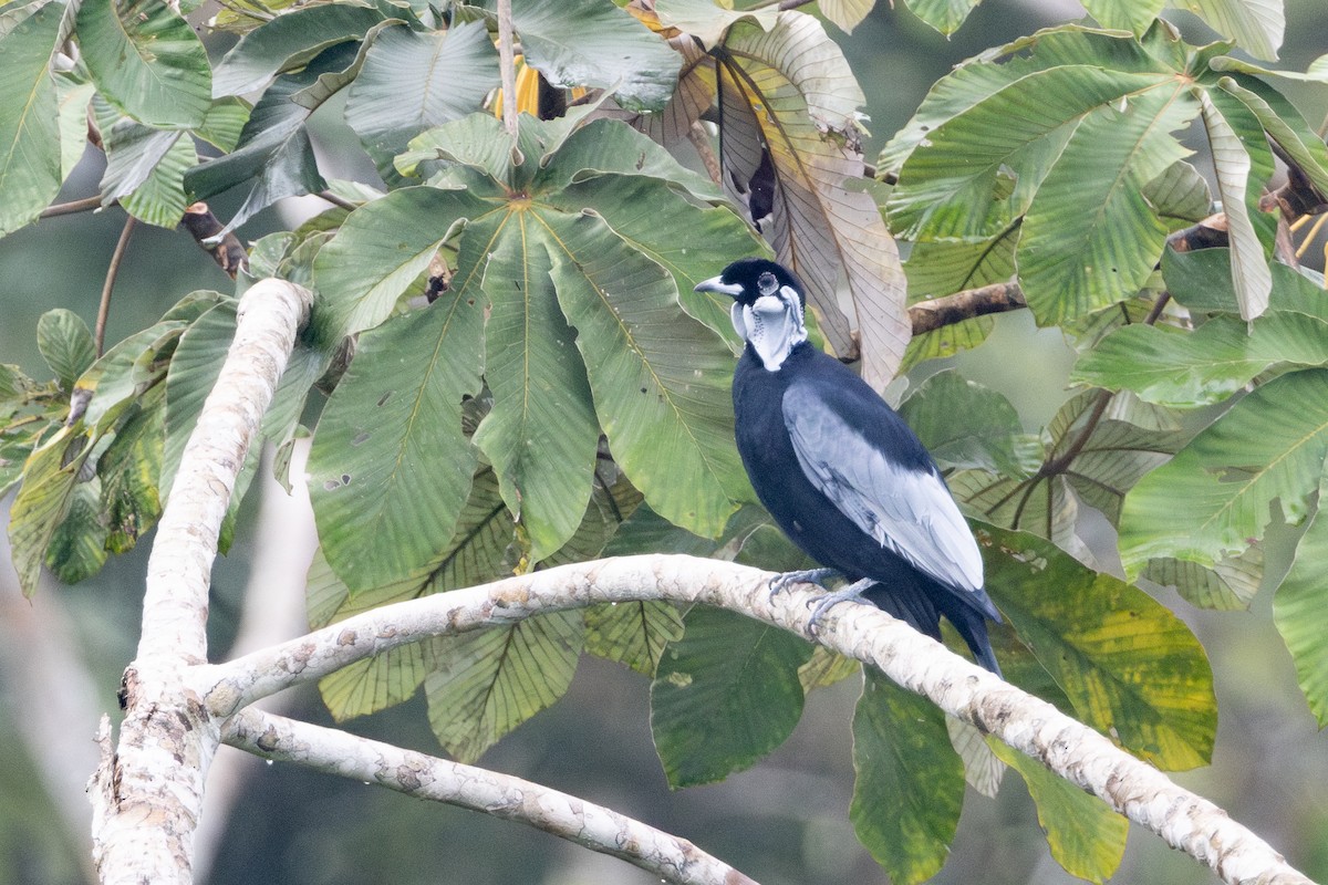 Bare-necked Fruitcrow - ML623382206