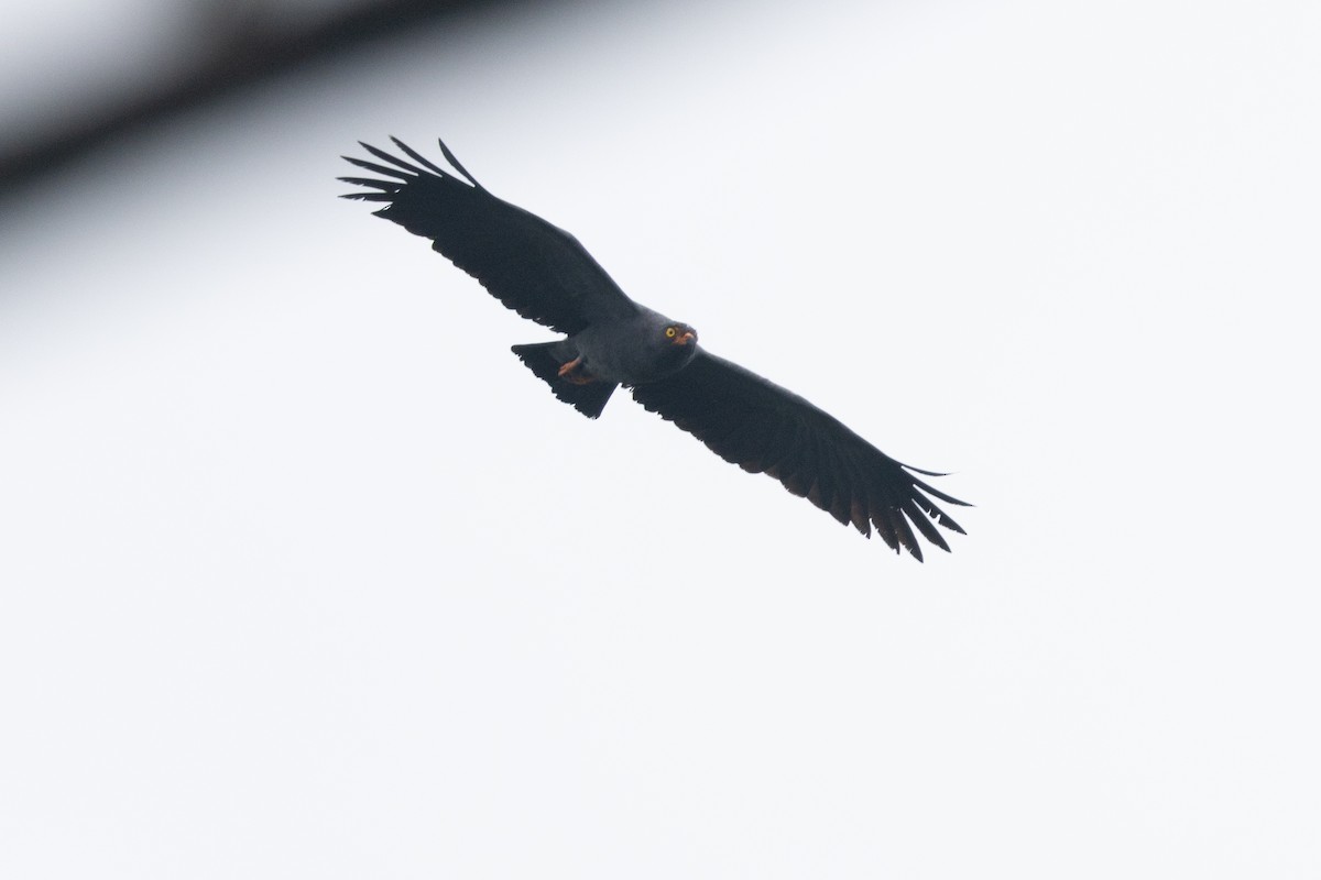 Slender-billed Kite - ML623382213