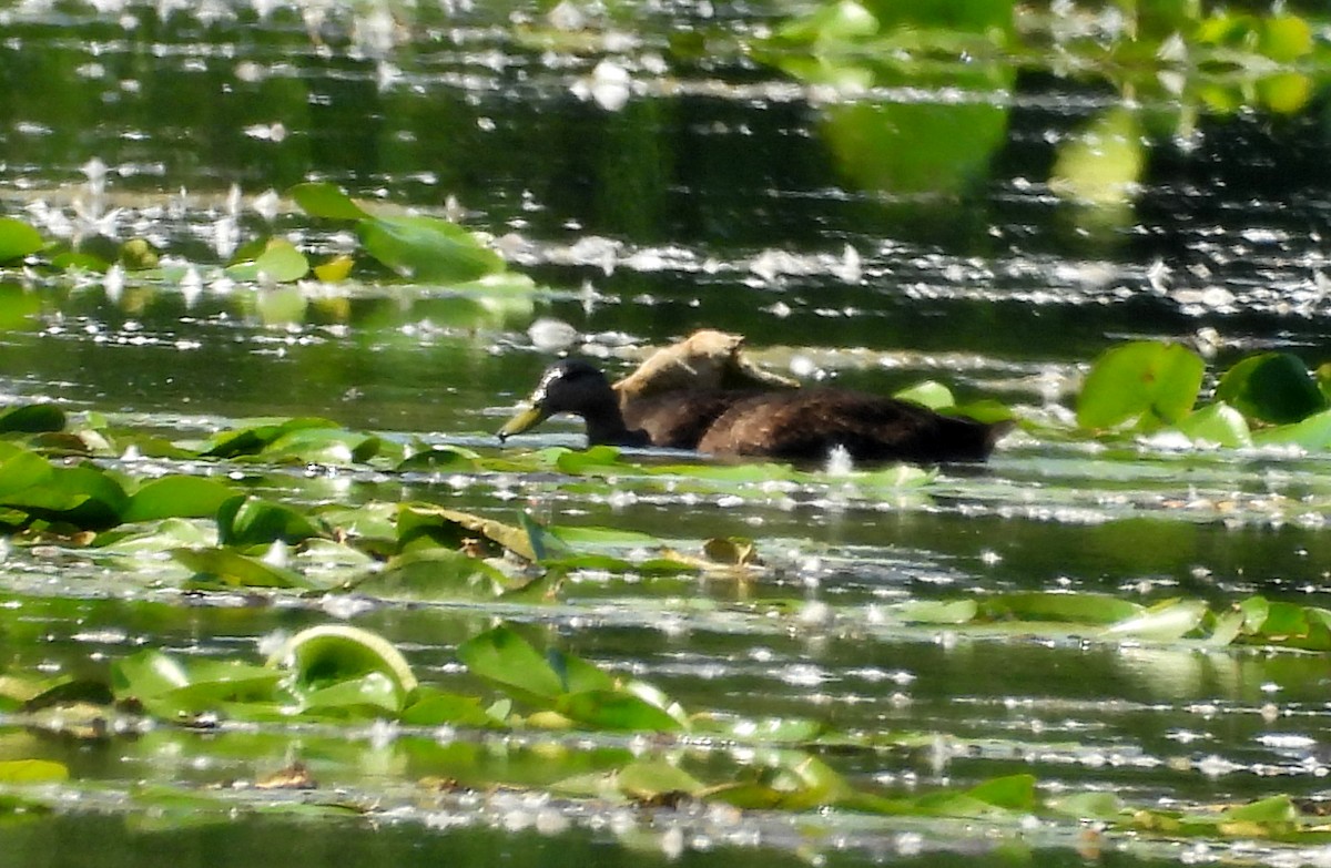 American Black Duck - ML623382215