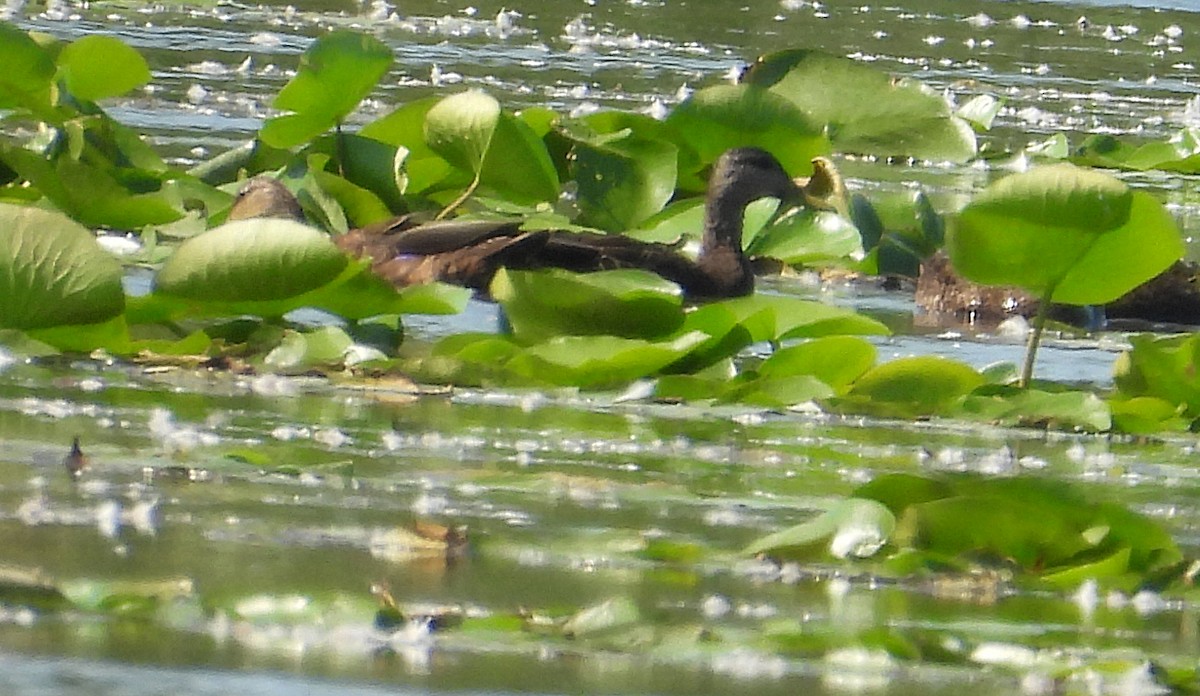 American Black Duck - ML623382220