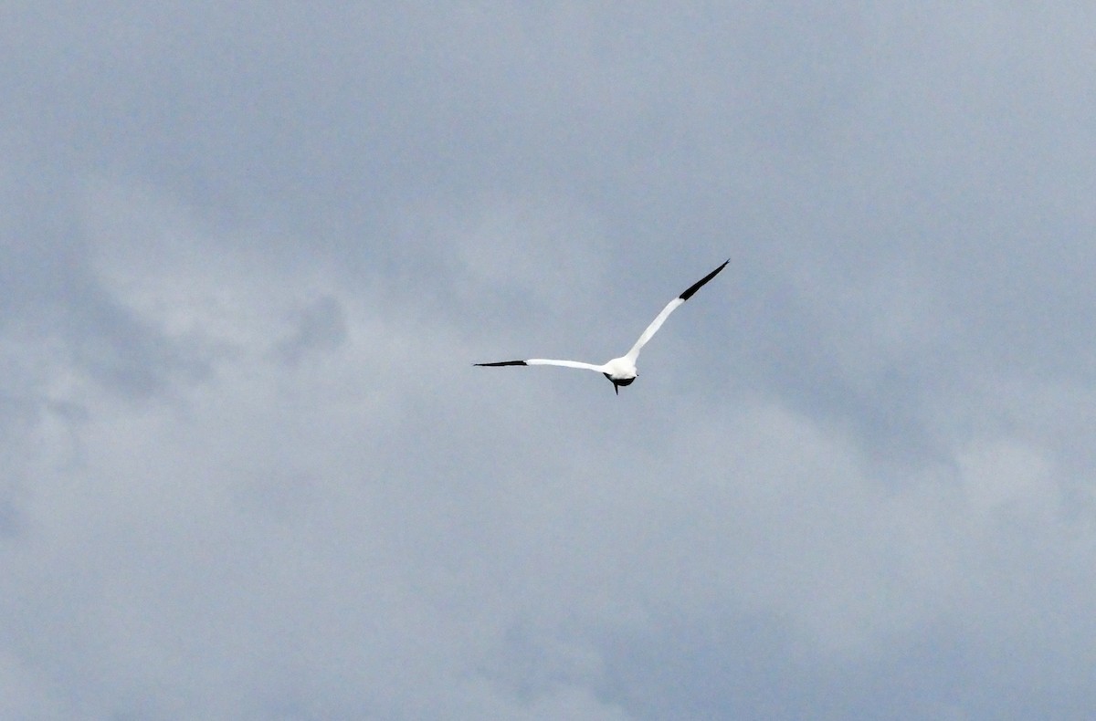 terej bílý - ML623382241