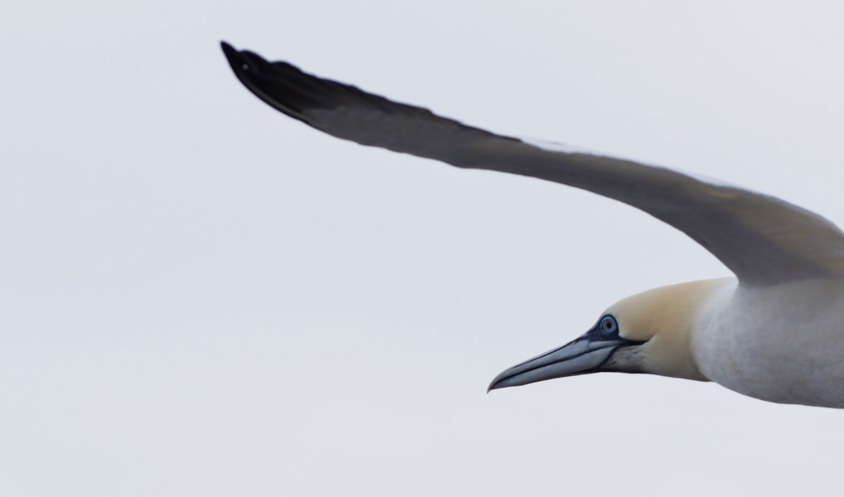 terej bílý - ML623382242