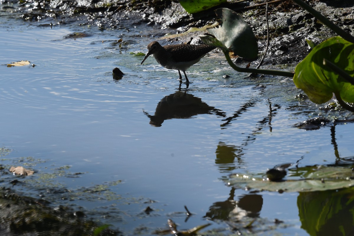 Solitary Sandpiper - ML623382253