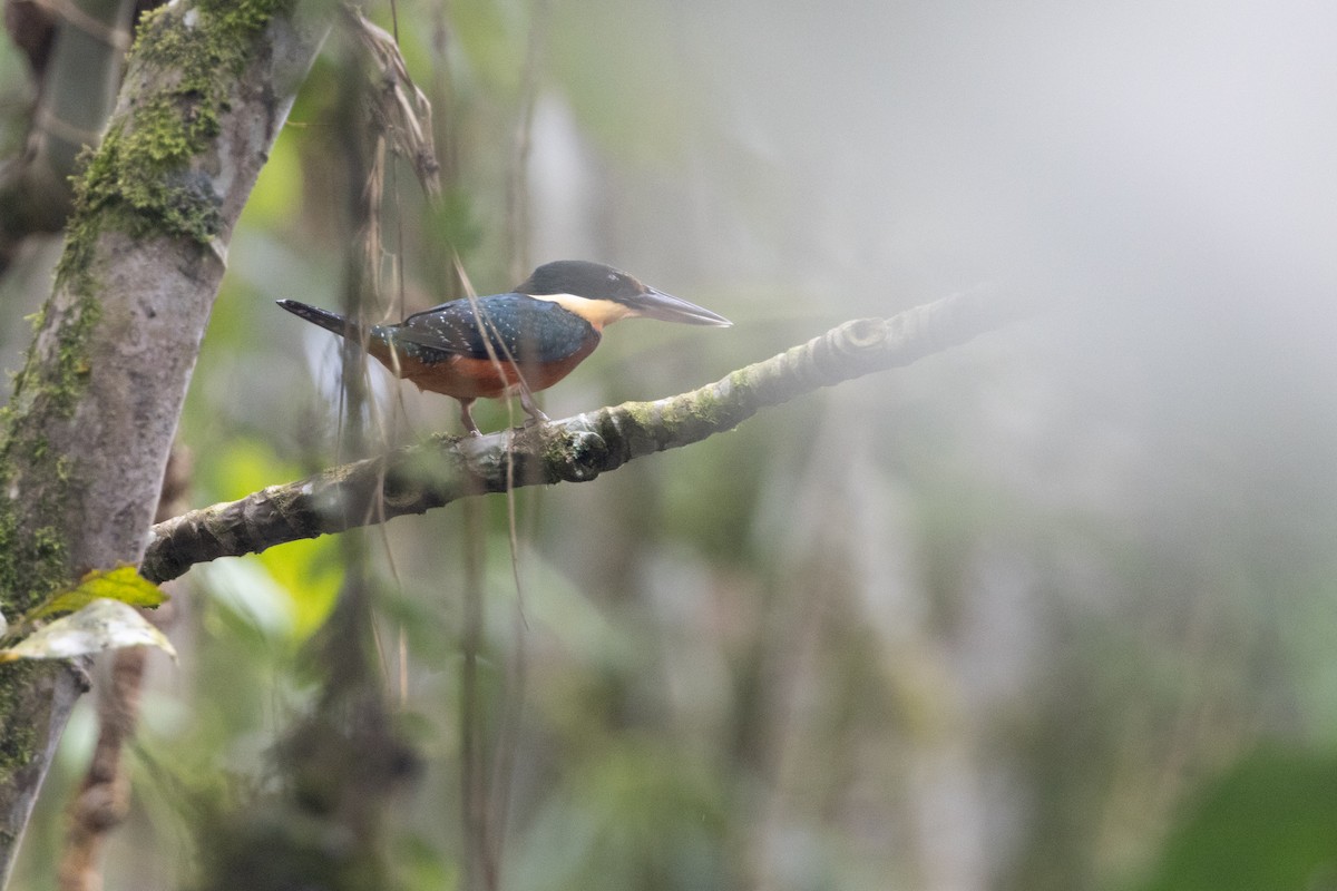 Green-and-rufous Kingfisher - ML623382271