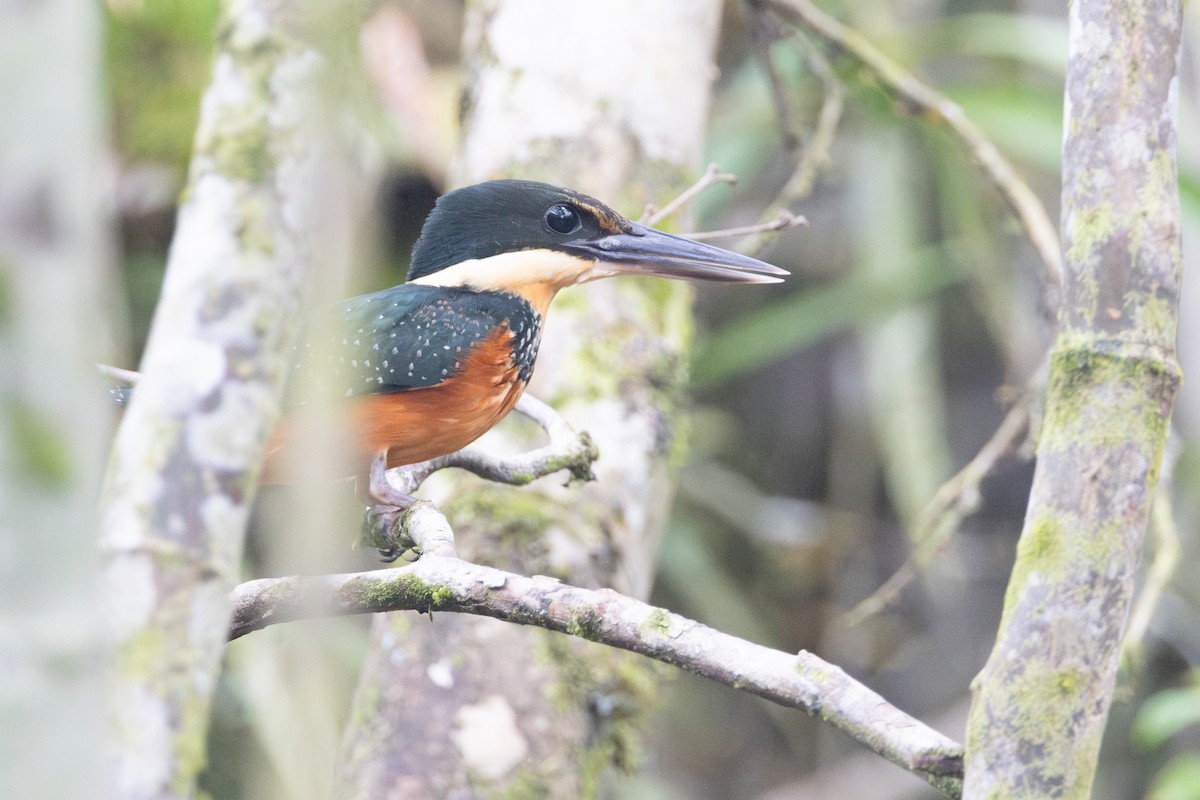 Green-and-rufous Kingfisher - ML623382272