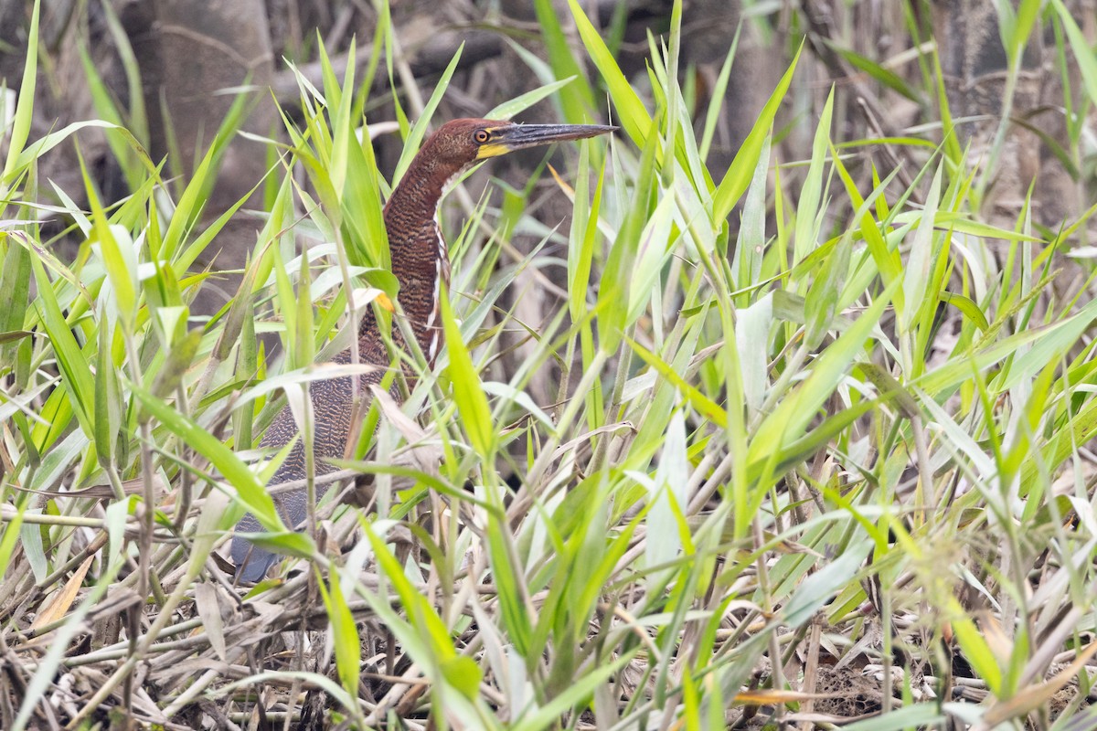 Rufescent Tiger-Heron - Brendan Fogarty