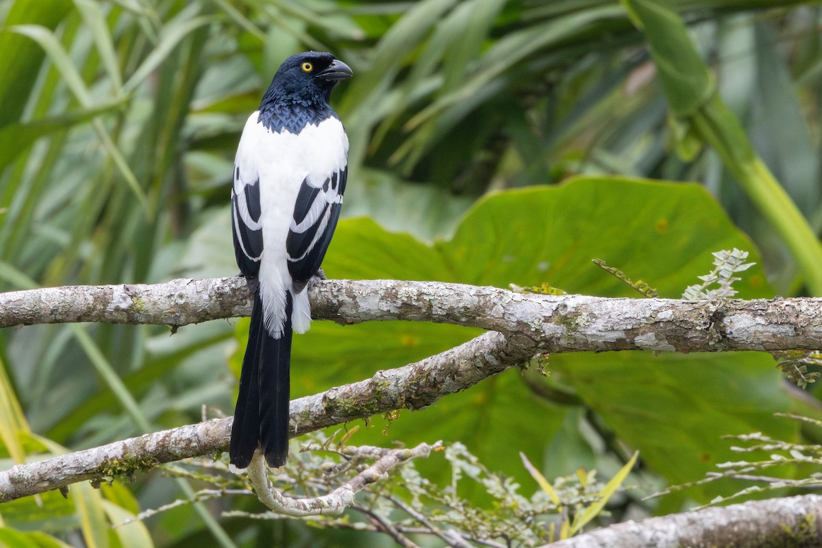 Magpie Tanager - ML623382306