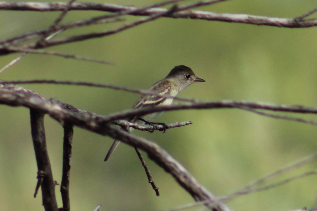 חטפית Empidonax בלתי-מזוהה - ML623382340