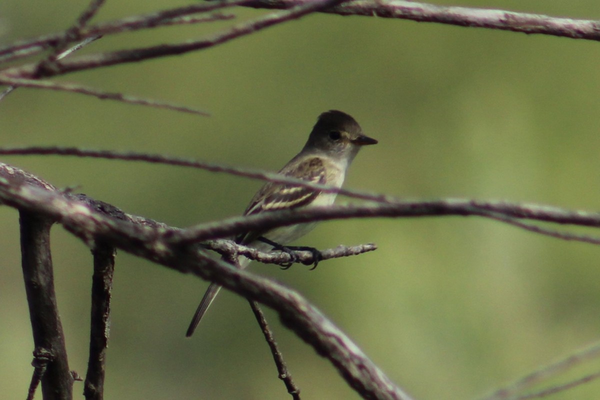 חטפית Empidonax בלתי-מזוהה - ML623382341