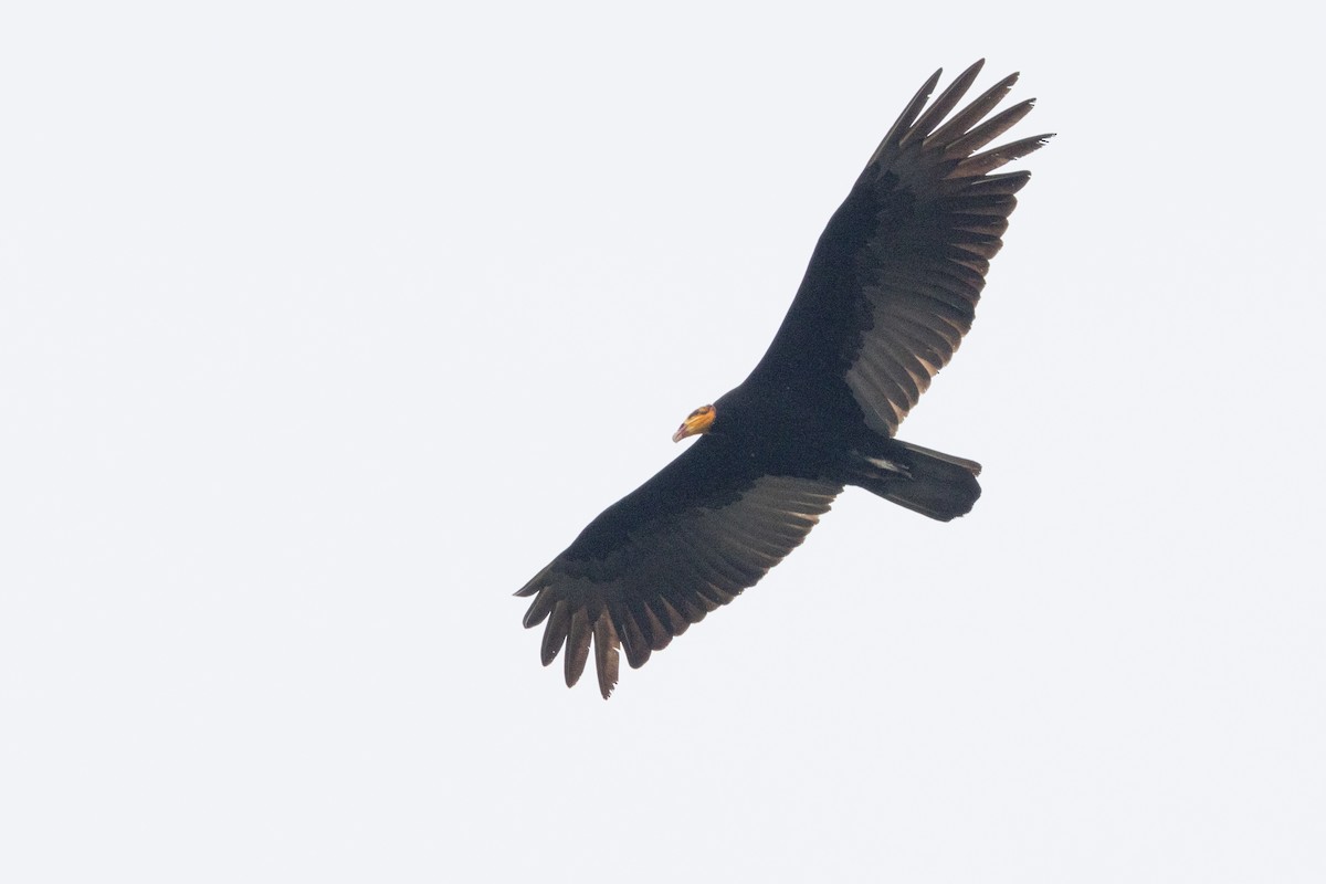 Greater Yellow-headed Vulture - ML623382354