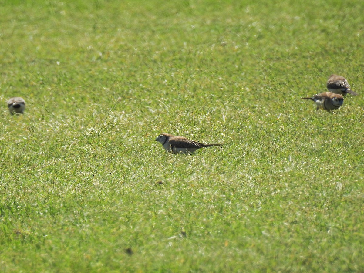 Double-barred Finch - ML623382418