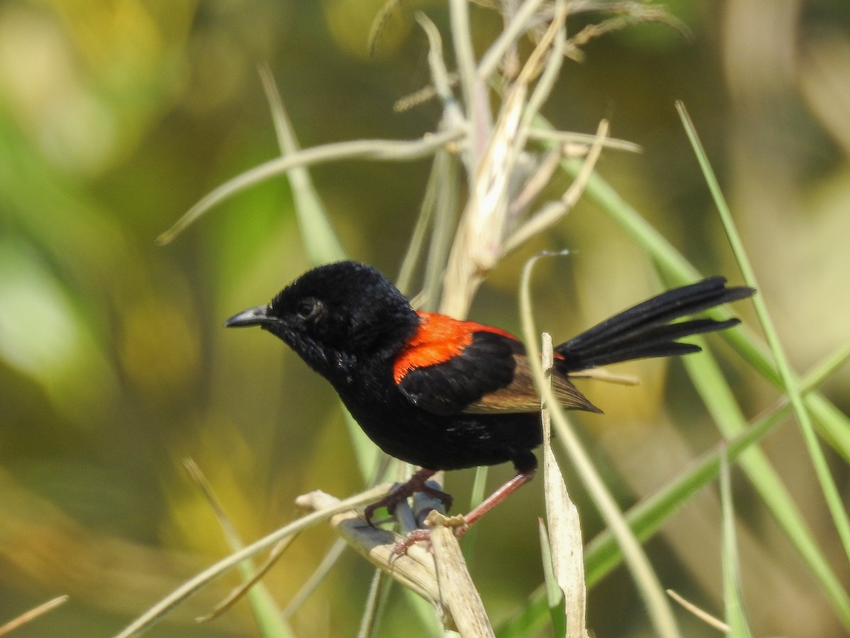 Red-backed Fairywren - ML623382420