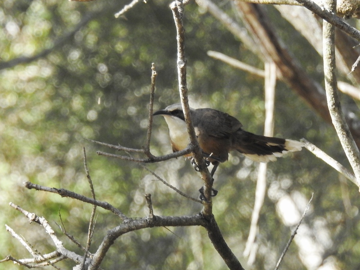 Gray-crowned Babbler - ML623382436