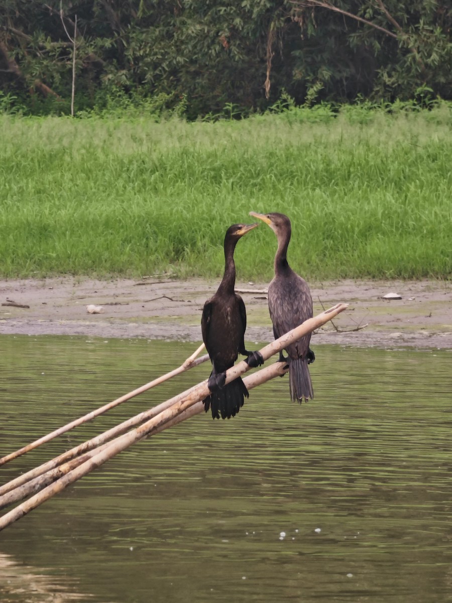 Neotropic Cormorant - ML623382469