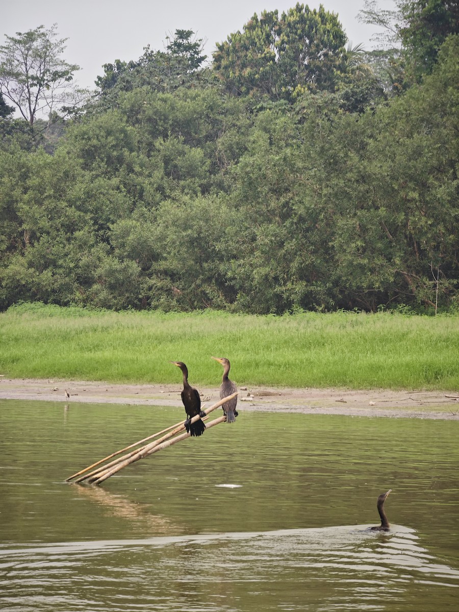 Neotropic Cormorant - ML623382470