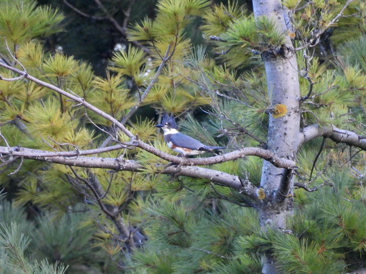 Belted Kingfisher - ML623382474