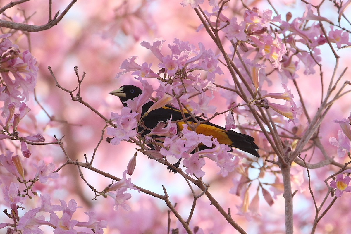 Yellow-rumped Cacique (Amazonian) - ML623382599