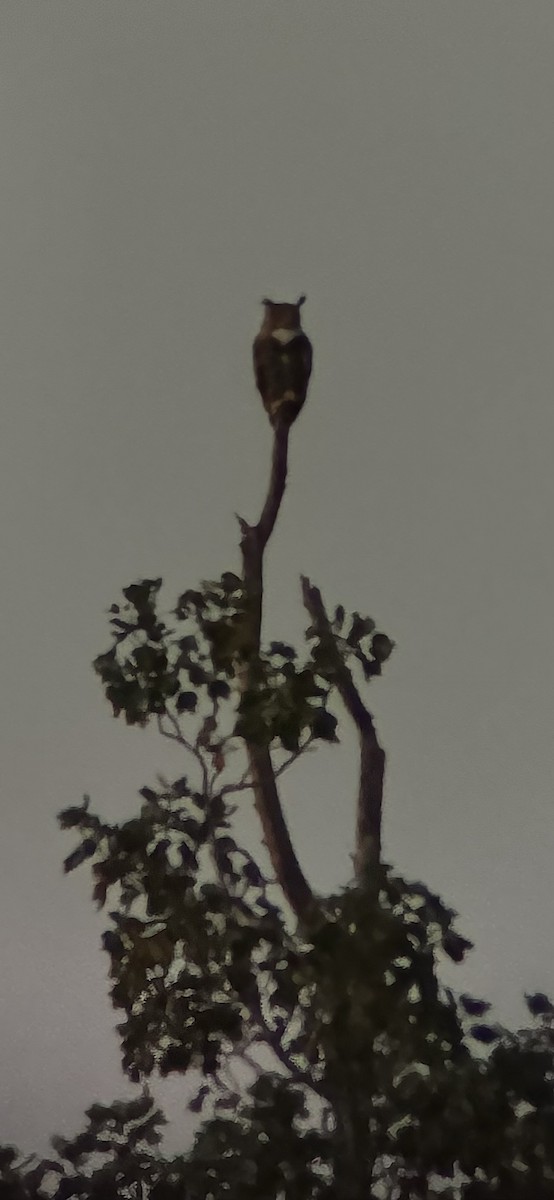 Great Horned Owl - ML623382634