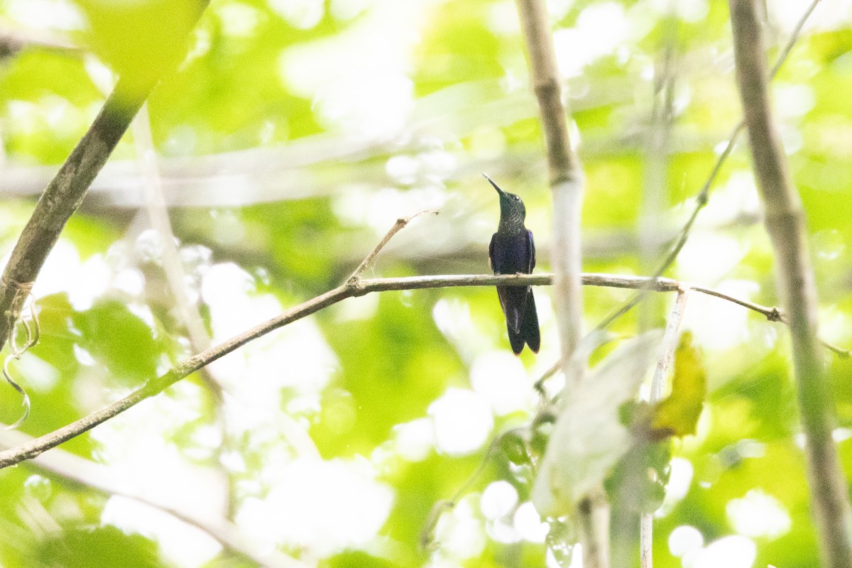 Zafiro Golondrina - ML623382681