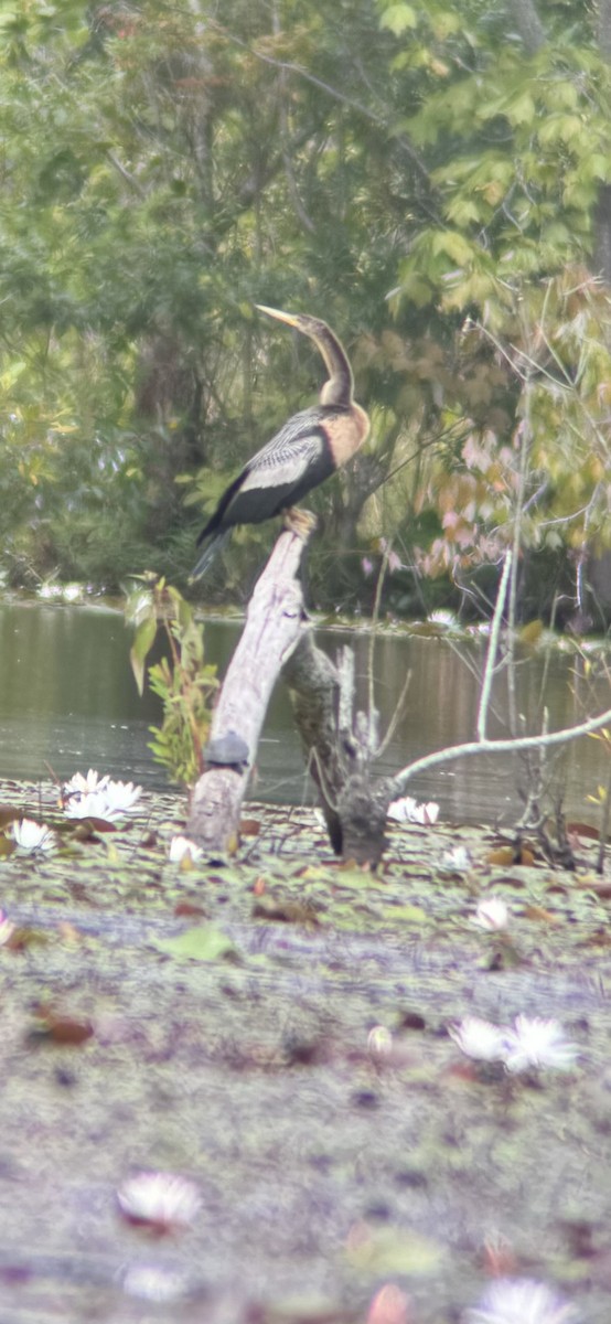 Anhinga - ML623382685