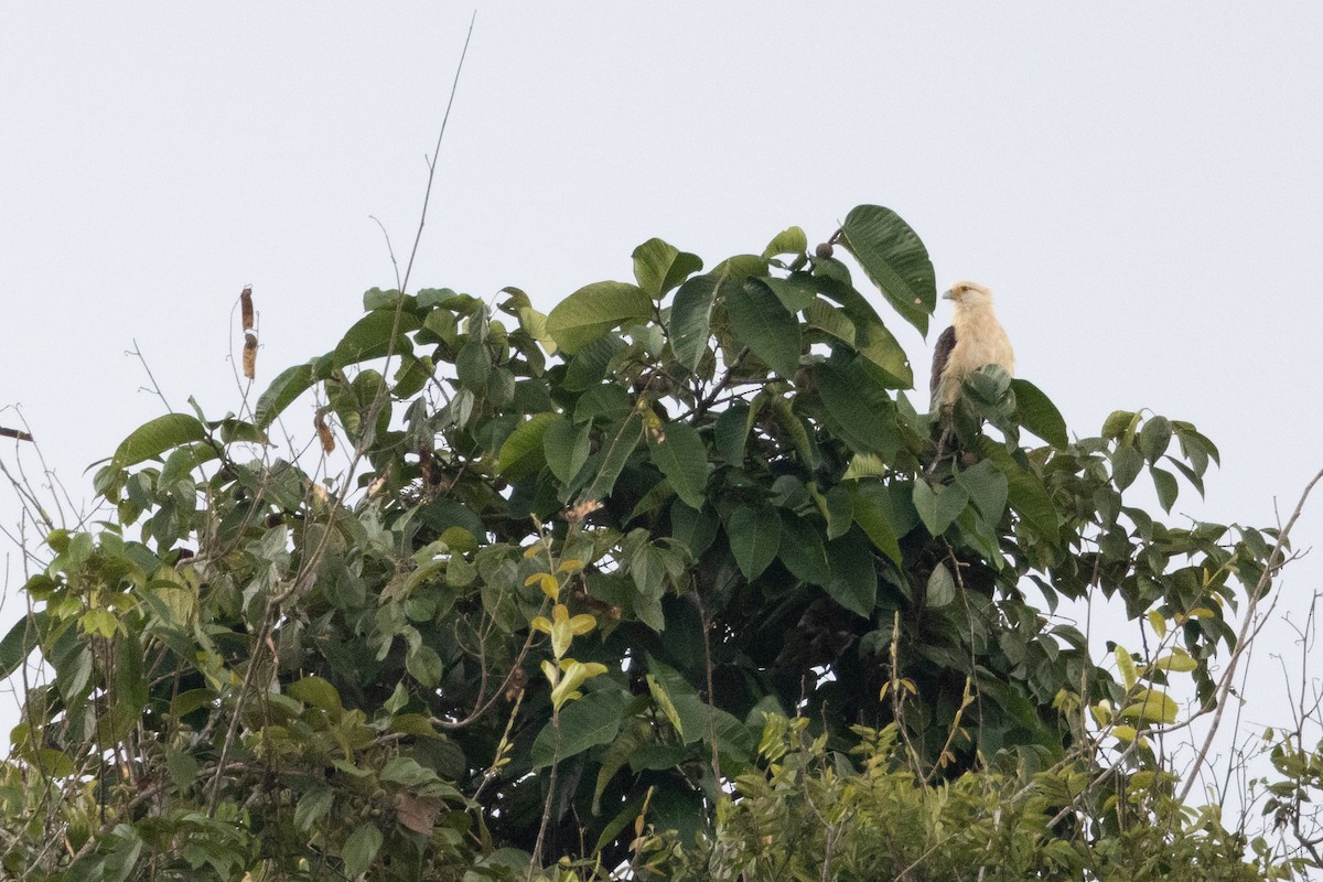 Yellow-headed Caracara - ML623382693